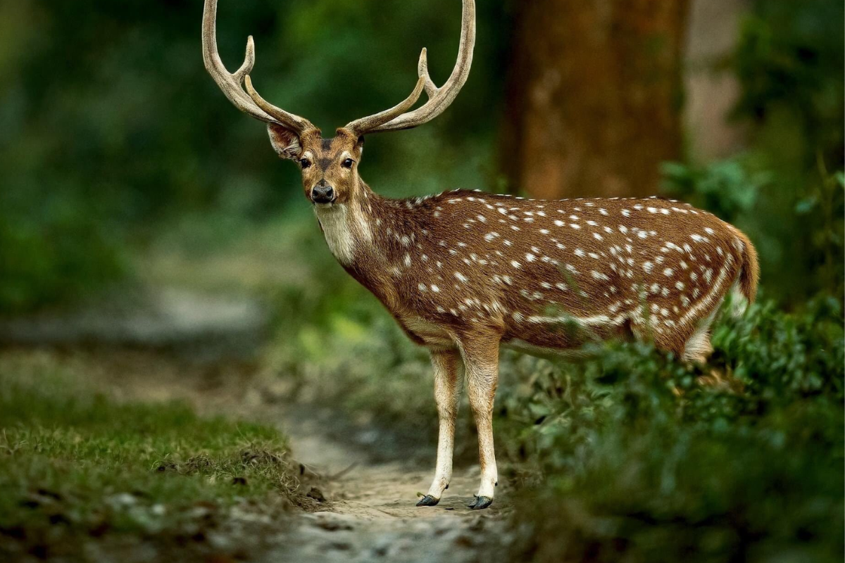 bardia image
