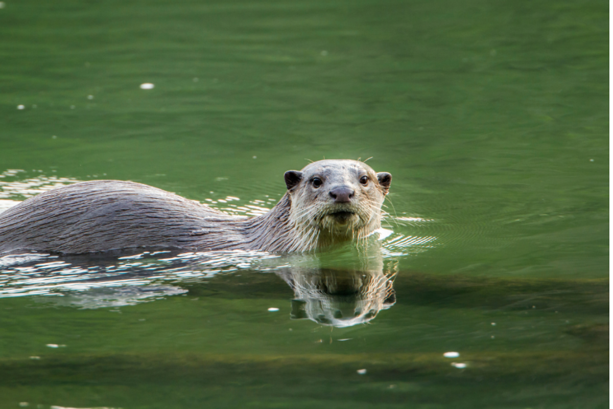 Bardia National Park 