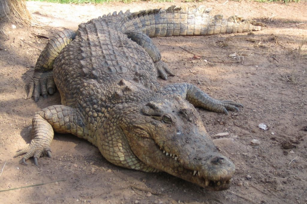 Bardia National Park 
