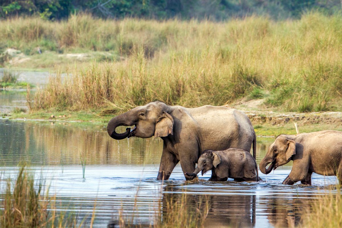Chitwan National Park