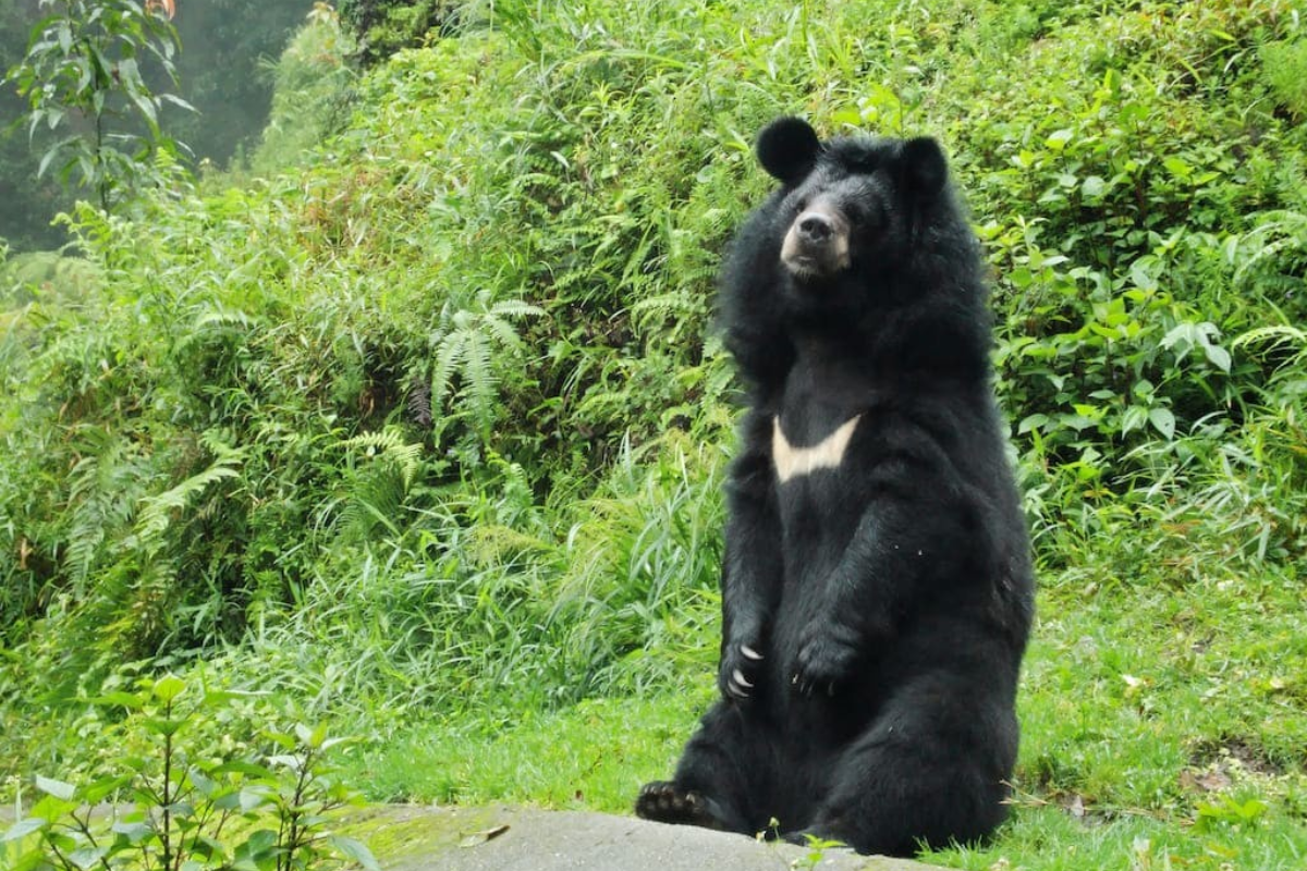 Shivapuri-Nagarjun National Park (2)