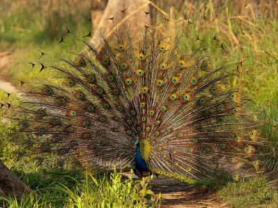 3 Nights 4 Days Bardia National Park Tour