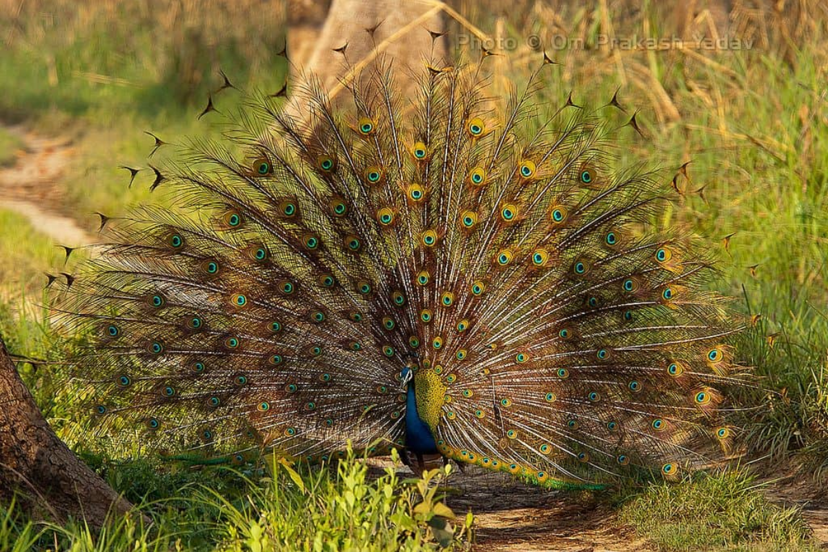 3 Nights 4 Days Bardia National Park Tour