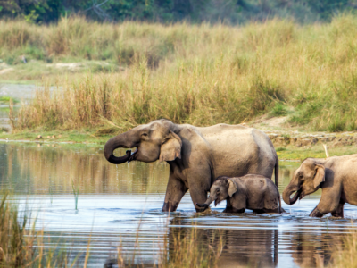 3 Nights 4 Days Chitwan National Park Tour