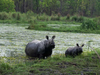 2 Night 3 Days Chitwan National Park Tour