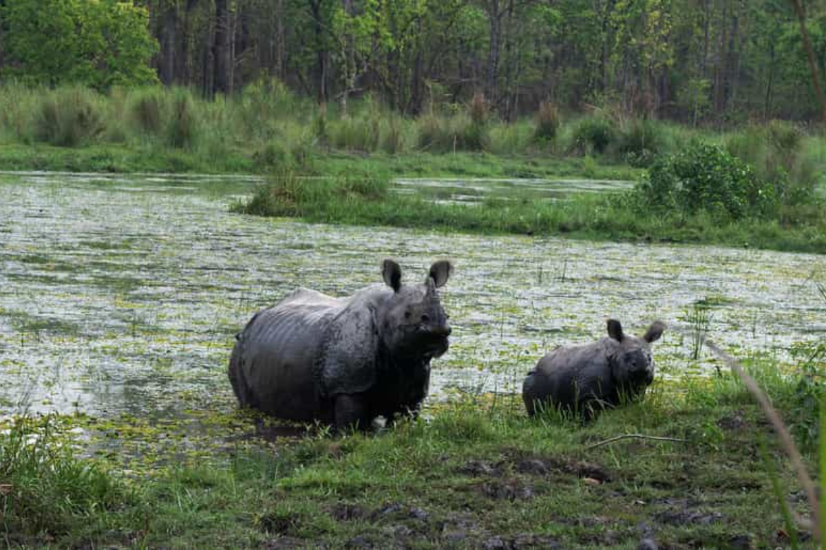 2 Night 3 Days Chitwan National Park Tour