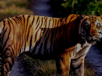 4 Nights 5 Days Bardia Jungle Safari Tour