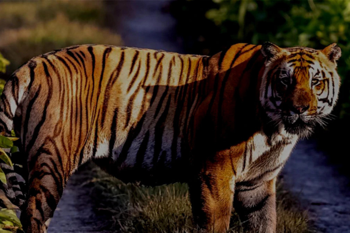 4 Nights 5 Days Bardia Jungle Safari Tour