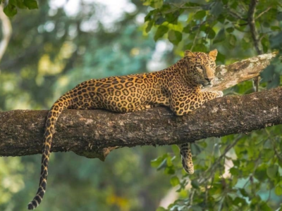 3 Nights 4 Days Nagarjun National Park Tour