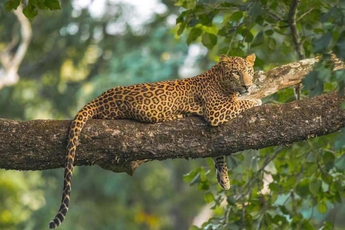 3 Nights 4 Days Nagarjun National Park Tour